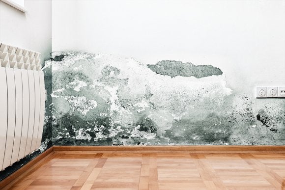 Difference between mold and mildew